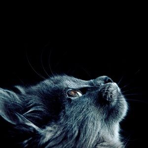 Meet your Posher, Ricky